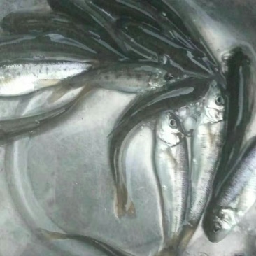 雅鱼苗鱼苗冷水鱼淡水养殖食用鱼苗