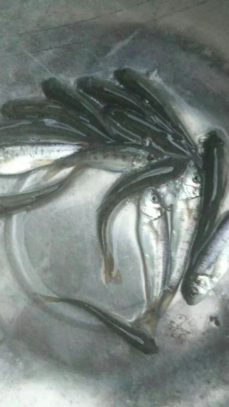 雅鱼苗鱼苗冷水鱼淡水养殖食用鱼苗