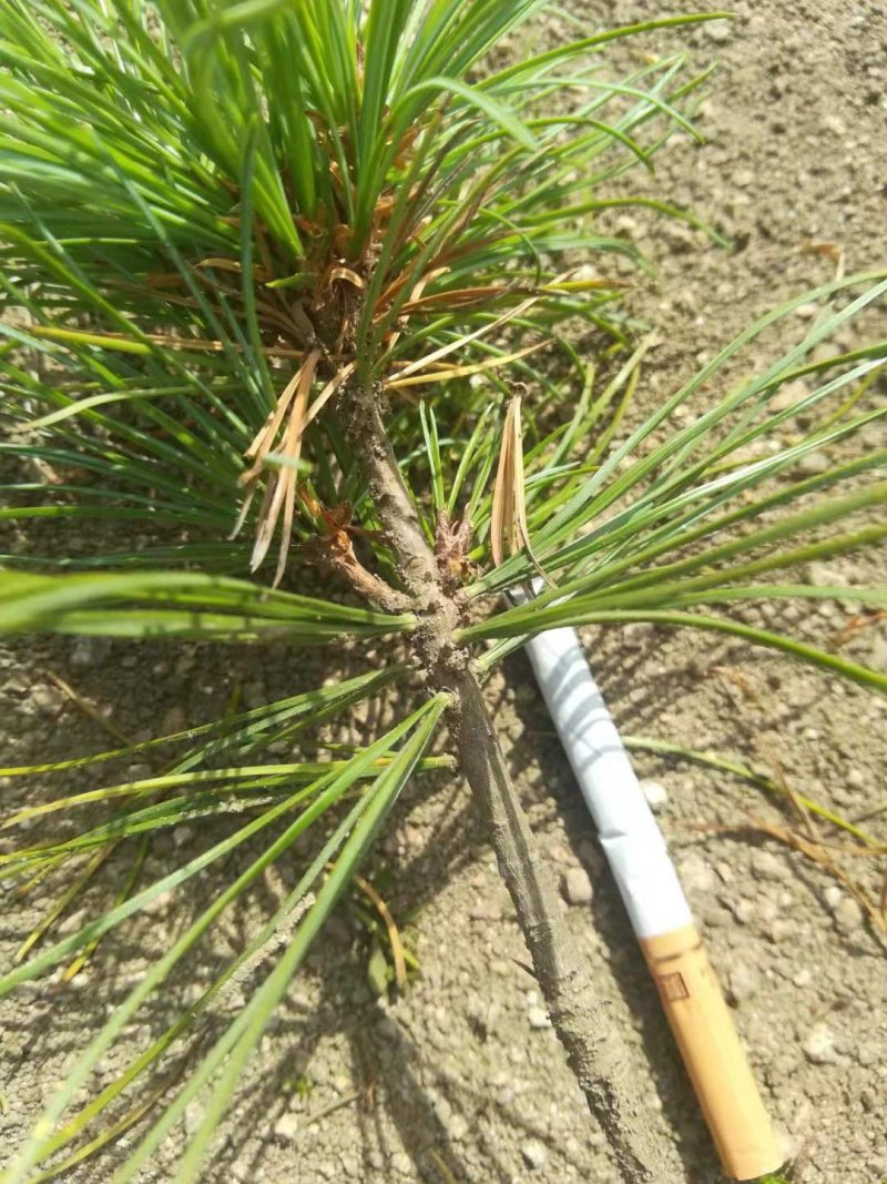 红松一到四年苗各种规格上山造林苗！！！！！