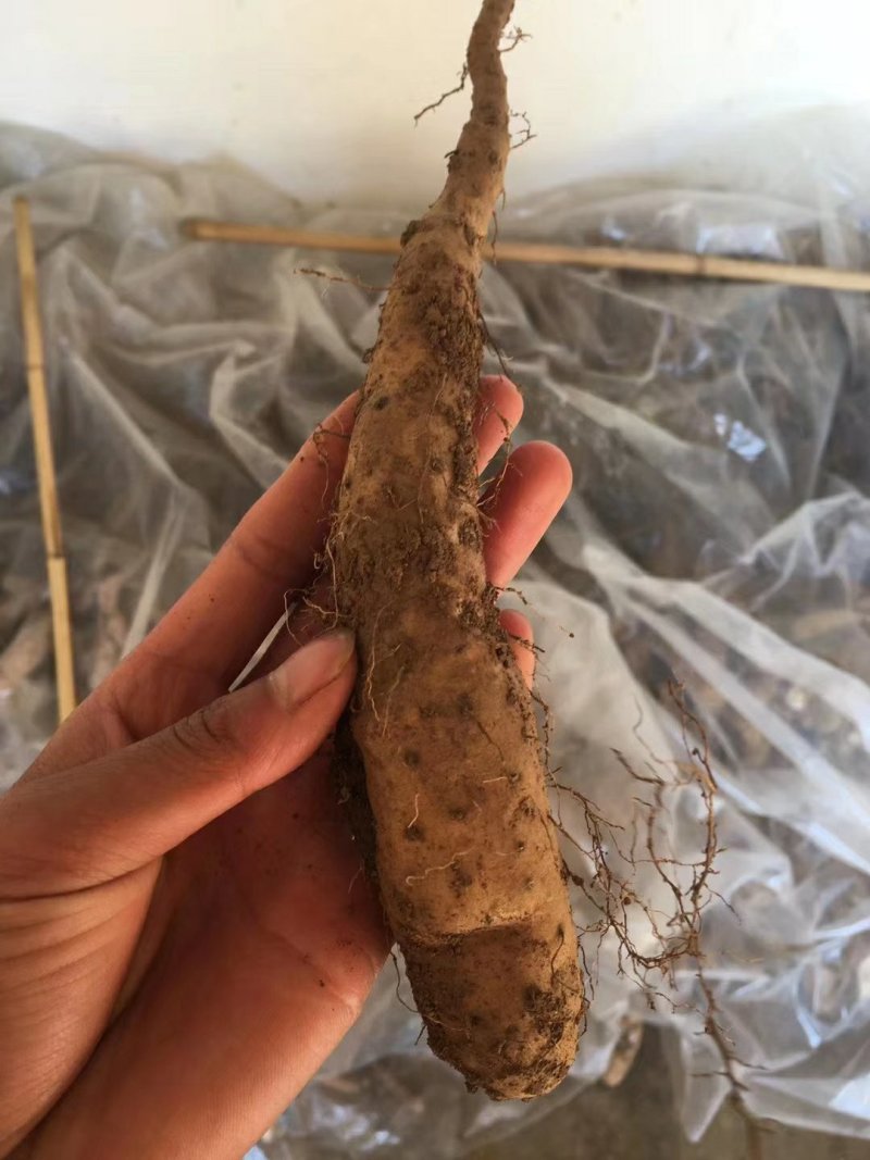 山药种苗