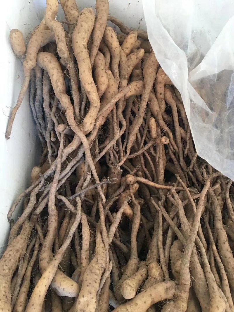 山药种苗