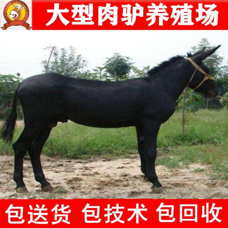 德州驴苗买十头送一头急售3000头