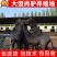 德州驴苗买十头送一头急售3000头