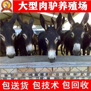 德州驴苗买十头送一头急售3000头
