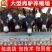 德州驴苗买十头送一头急售3000头
