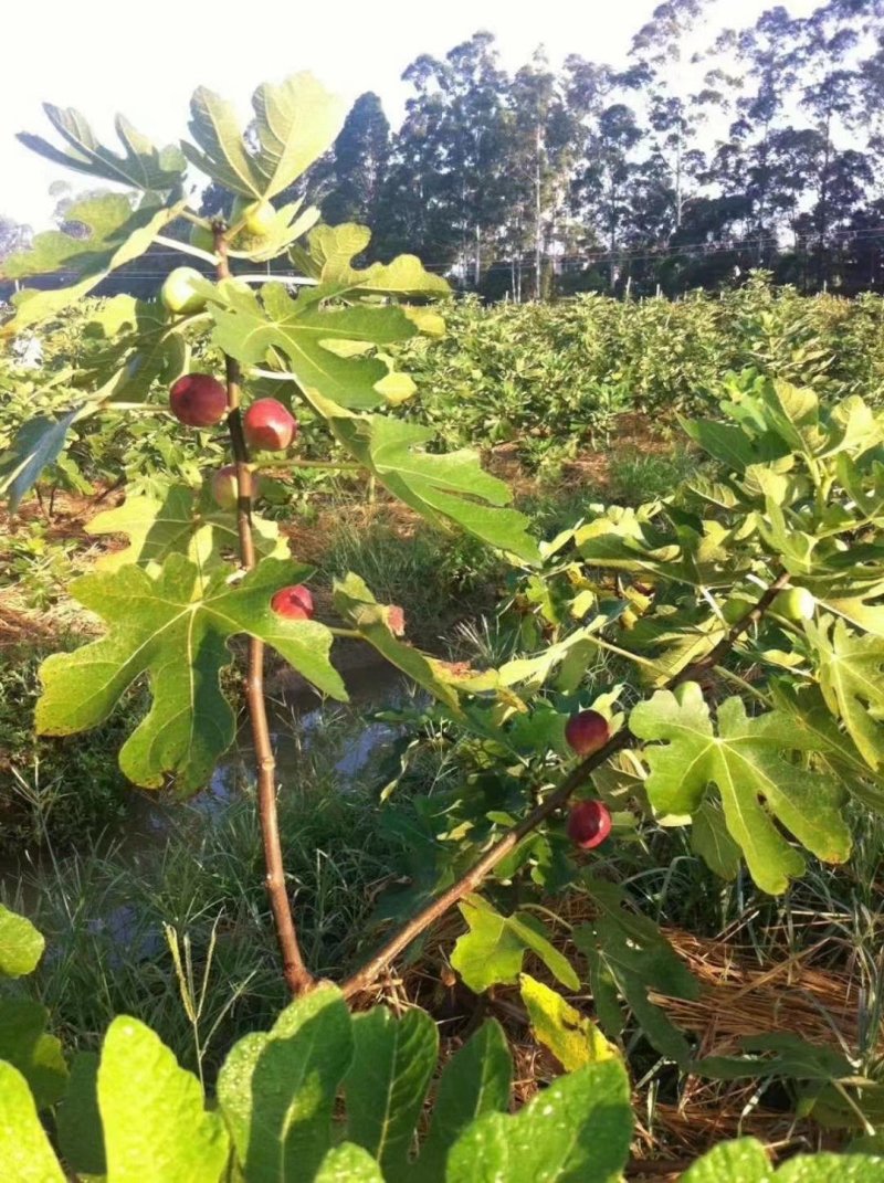 波姬红无花果苗无花果苗南北方果苗欢迎订购