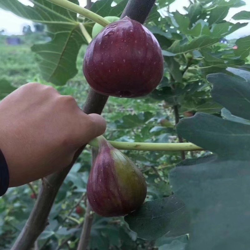 波姬红无花果苗无花果苗南北方果苗欢迎订购