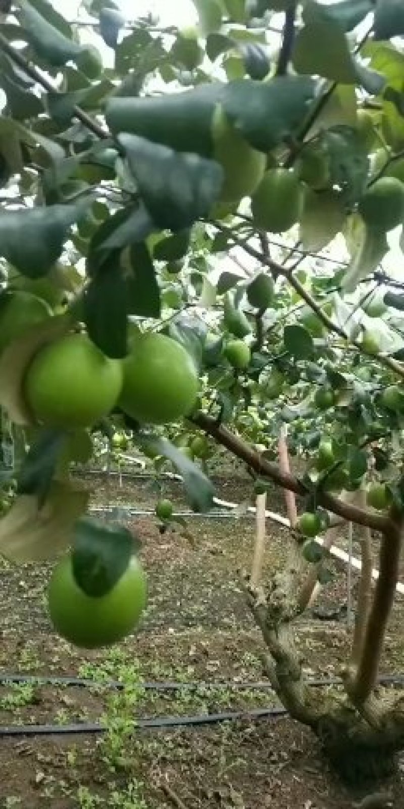 湛江雷州青枣