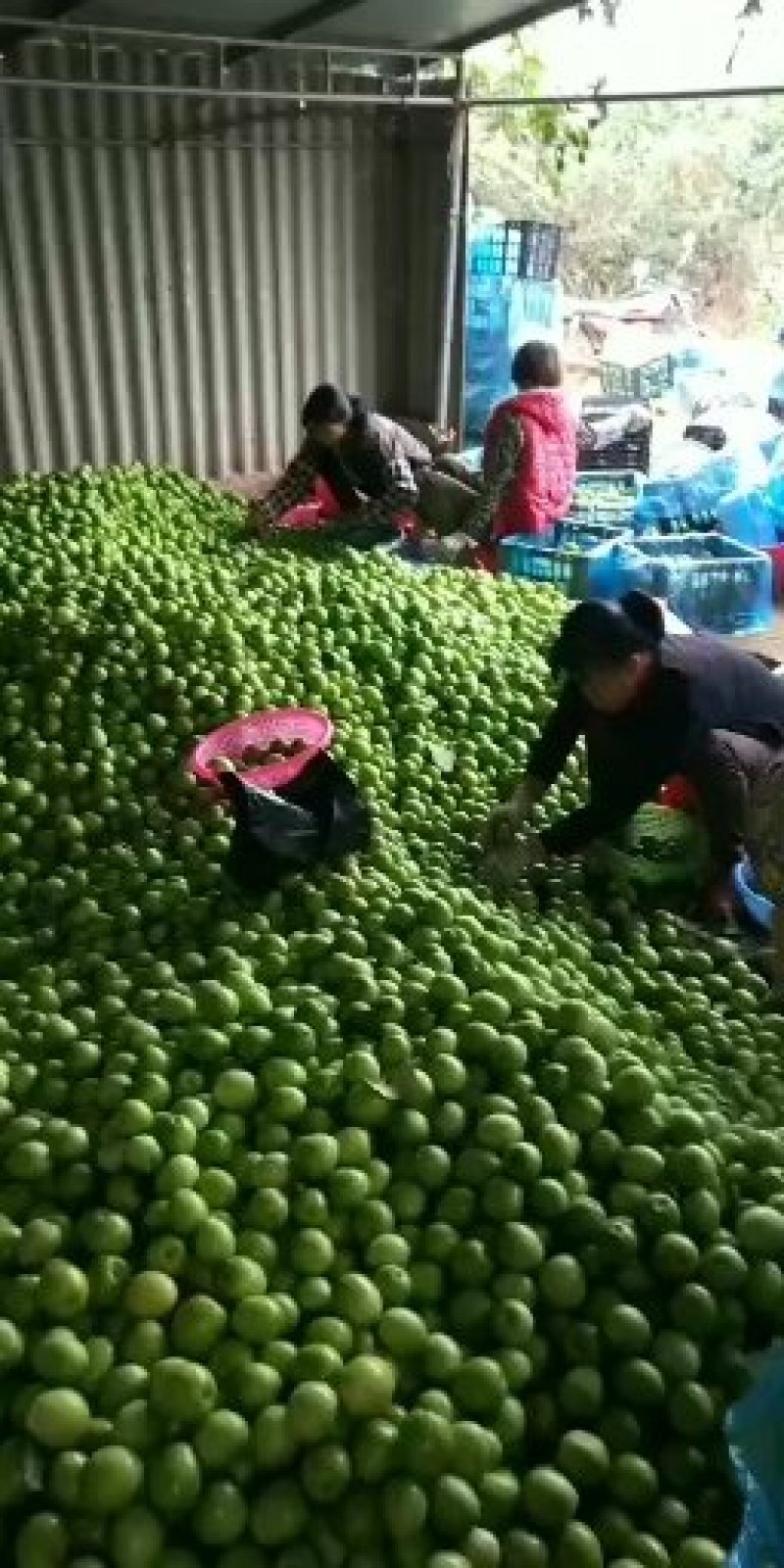 湛江雷州青枣