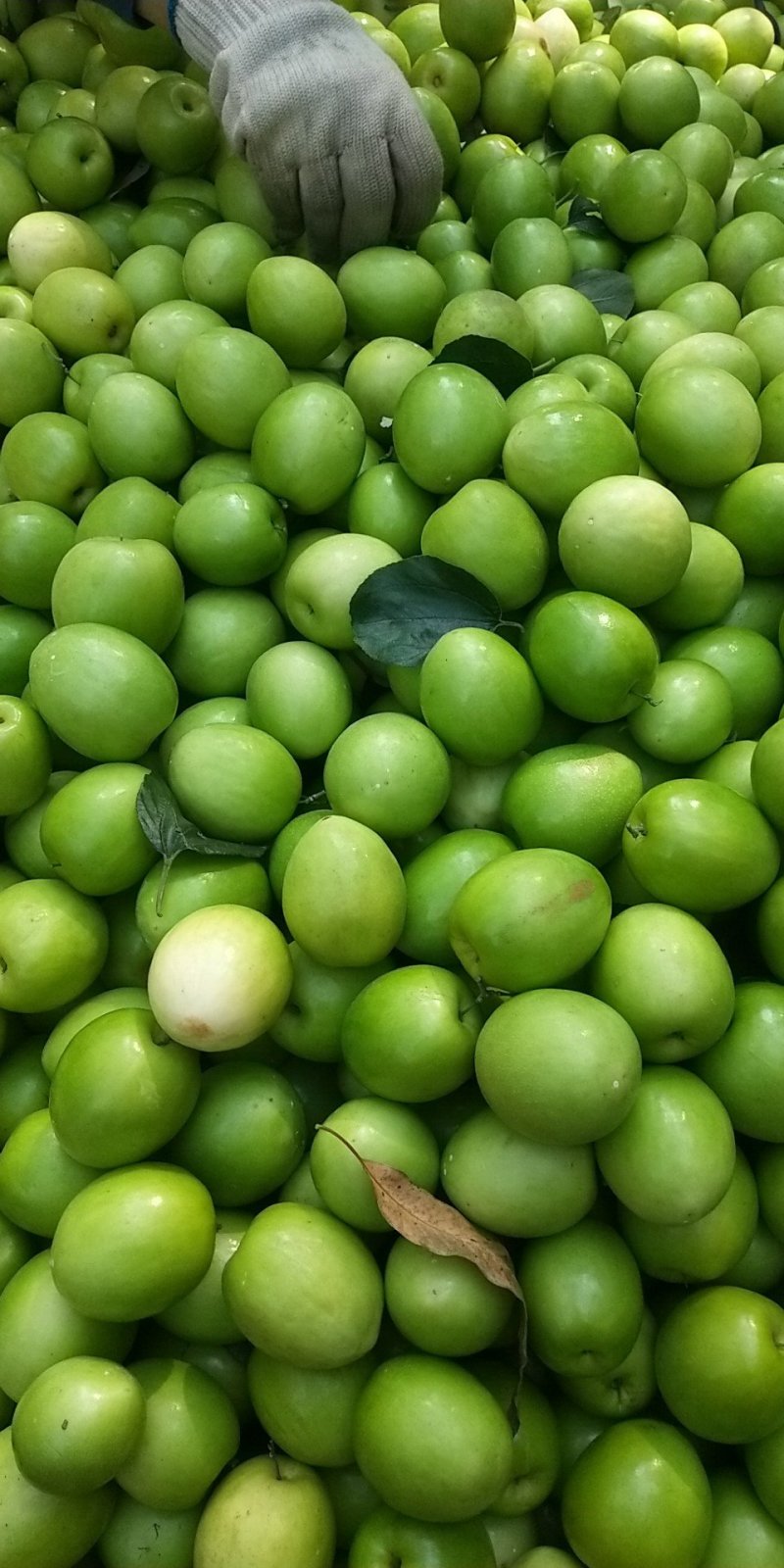 湛江雷州青枣