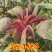【雪樱子种子】四季播种皇帝菜绿色保健蔬菜种子