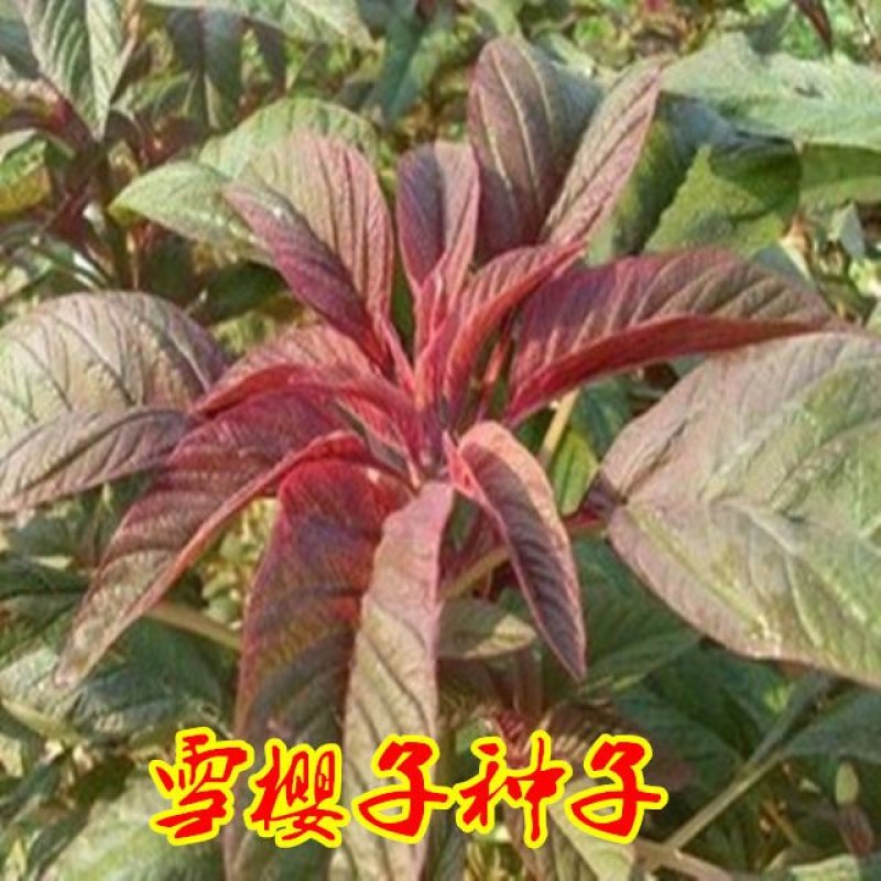 【雪樱子种子】四季播种皇帝菜绿色保健蔬菜种子