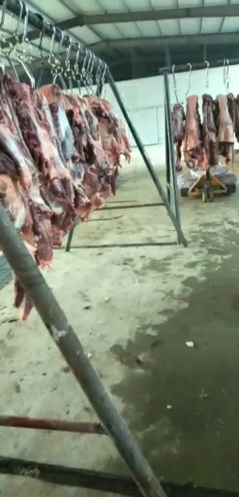 鲜马肉，保证纯干货，自己养殖场一手货源，让您买的放心，送