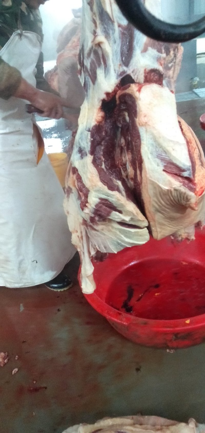 鲜马肉，保证纯干货，自己养殖场一手货源，让您买的放心，送
