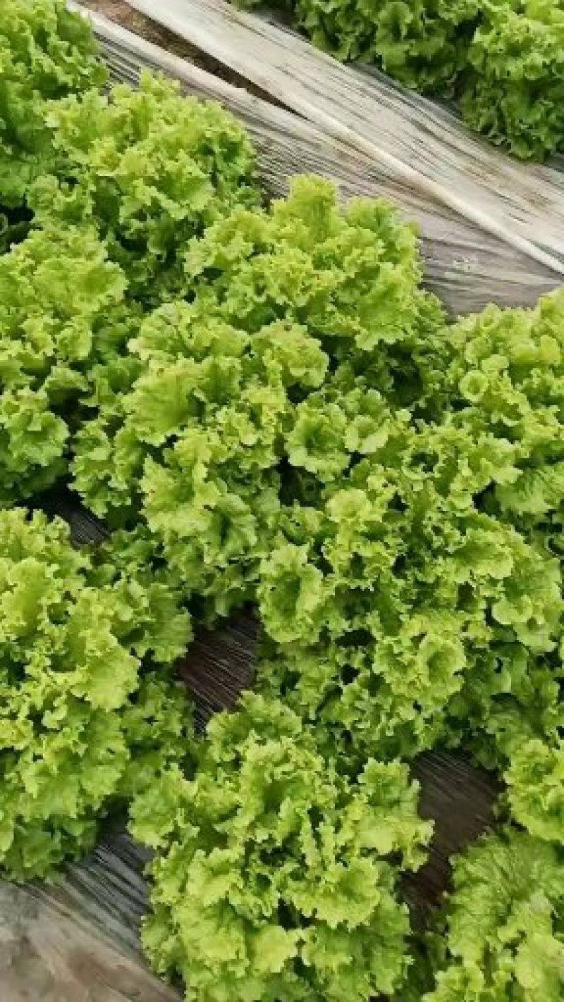 生菜