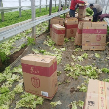 生菜