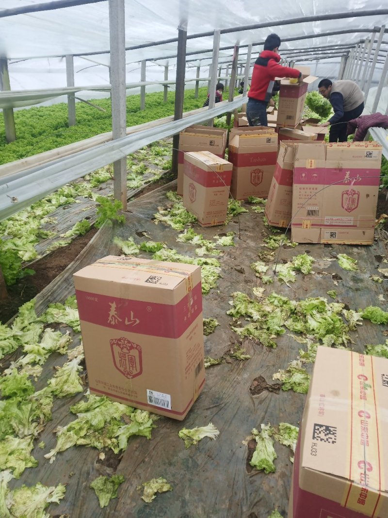 生菜