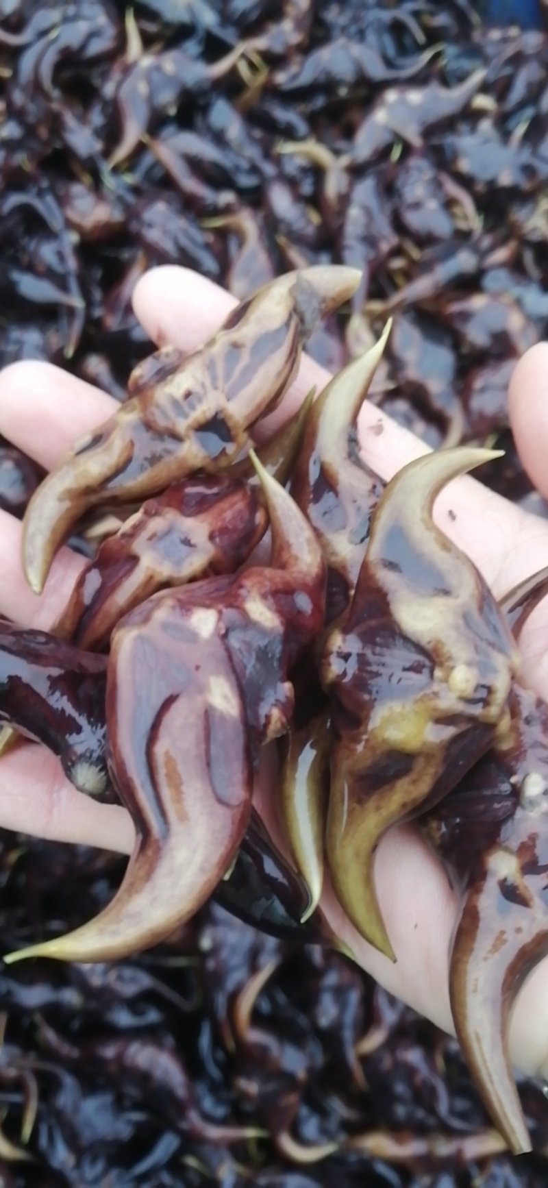 青菱苗优质高产大量供货量大价优