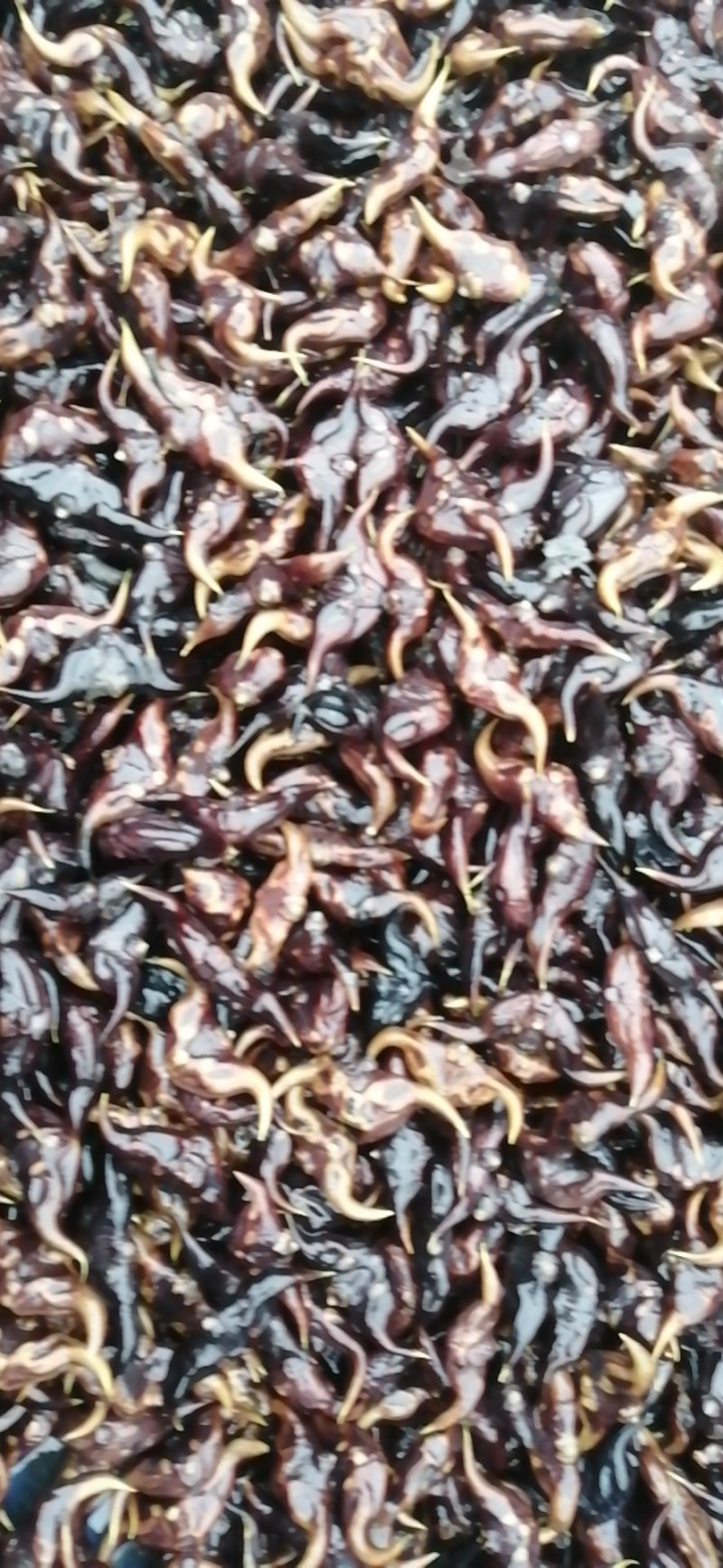 青菱苗优质高产大量供货量大价优