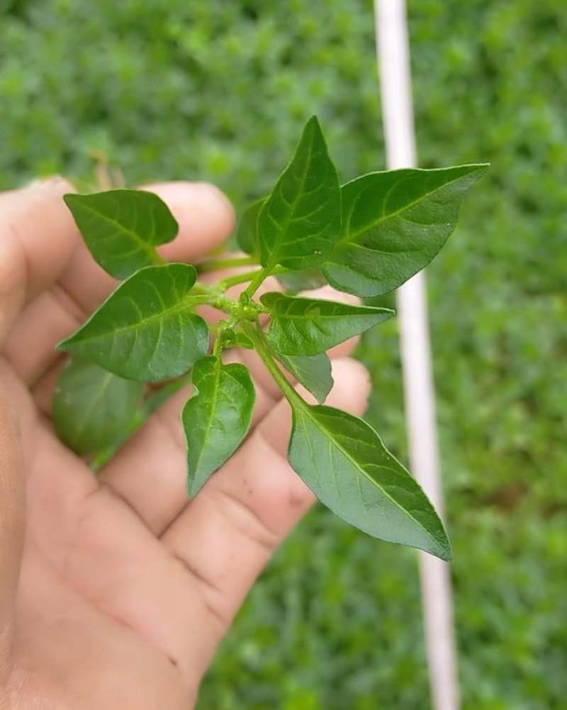 线椒苗，二金条苗，辣椒苗（薄皮，高产，）