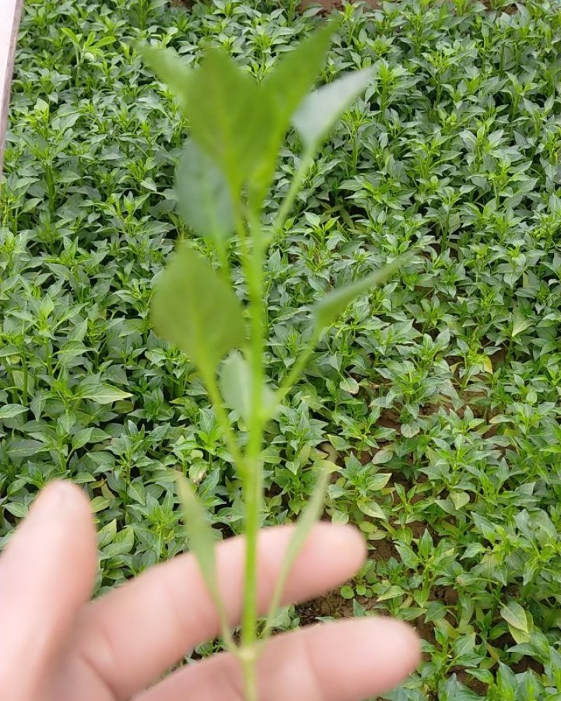 线椒苗，二金条苗，辣椒苗（薄皮，高产，）