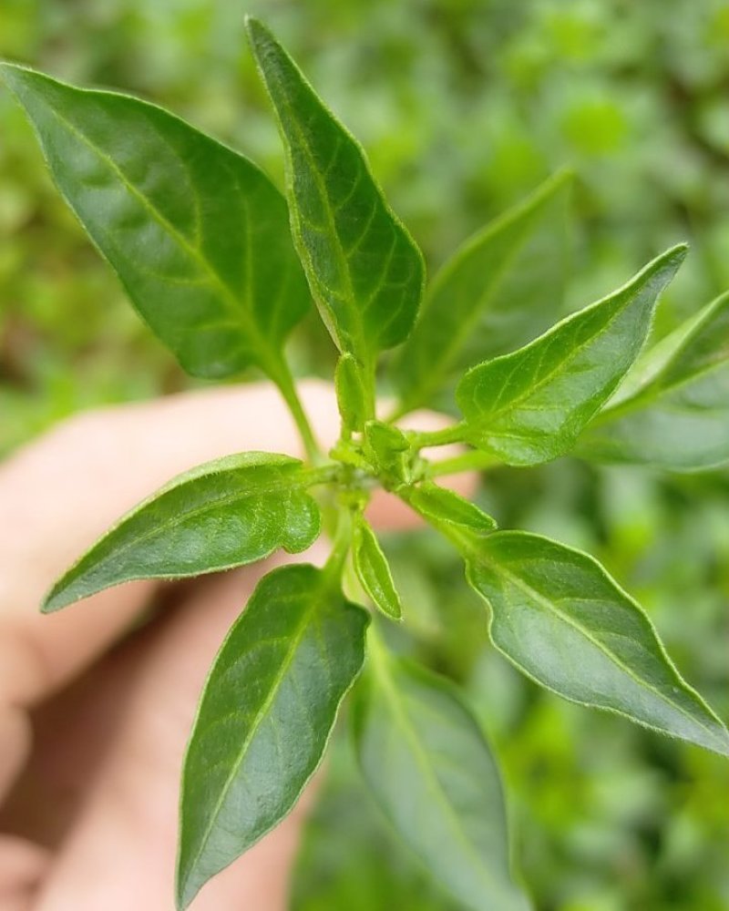 线椒苗，二金条苗，辣椒苗（薄皮，高产，）