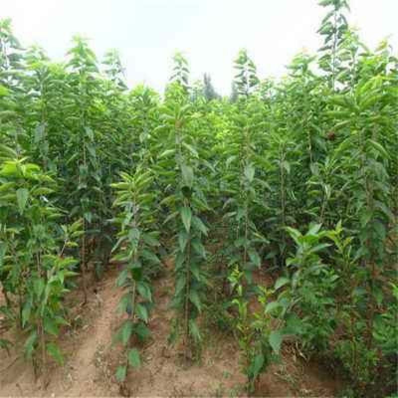 嫁接大樱桃树苗大红灯樱桃苗南方北方果树苗南北方种植