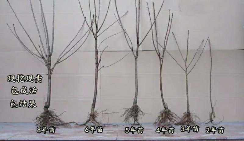 嫁接大樱桃树苗大红灯樱桃苗南方北方果树苗南北方种植