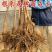 嫁接大樱桃树苗大红灯樱桃苗南方北方果树苗南北方种植