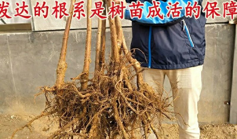 嫁接大樱桃树苗大红灯樱桃苗南方北方果树苗南北方种植