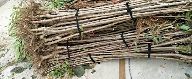 嫁接大樱桃树苗大红灯樱桃苗南方北方果树苗南北方种植