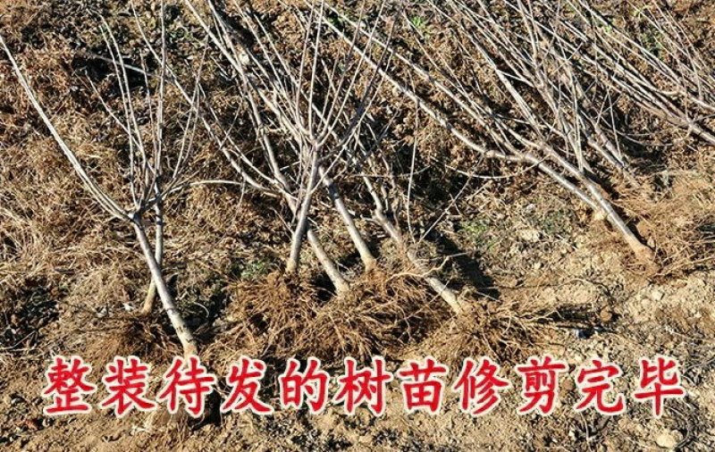 嫁接大樱桃树苗大红灯樱桃苗南方北方果树苗南北方种植