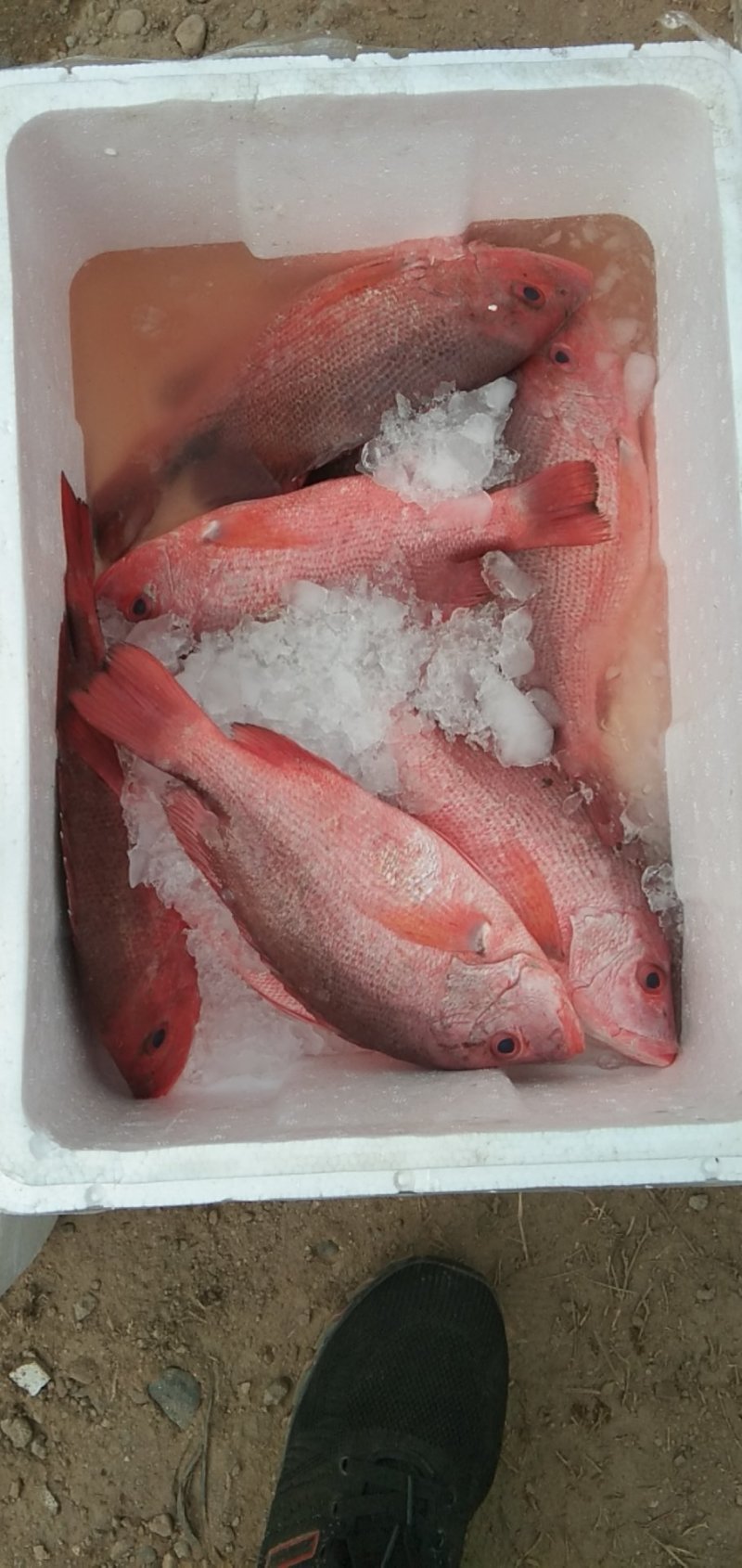 红鸡鱼