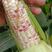 水果玉米种子，质量保证绝无欺骗，市场畅销品种