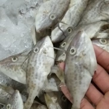 脱皮鱼