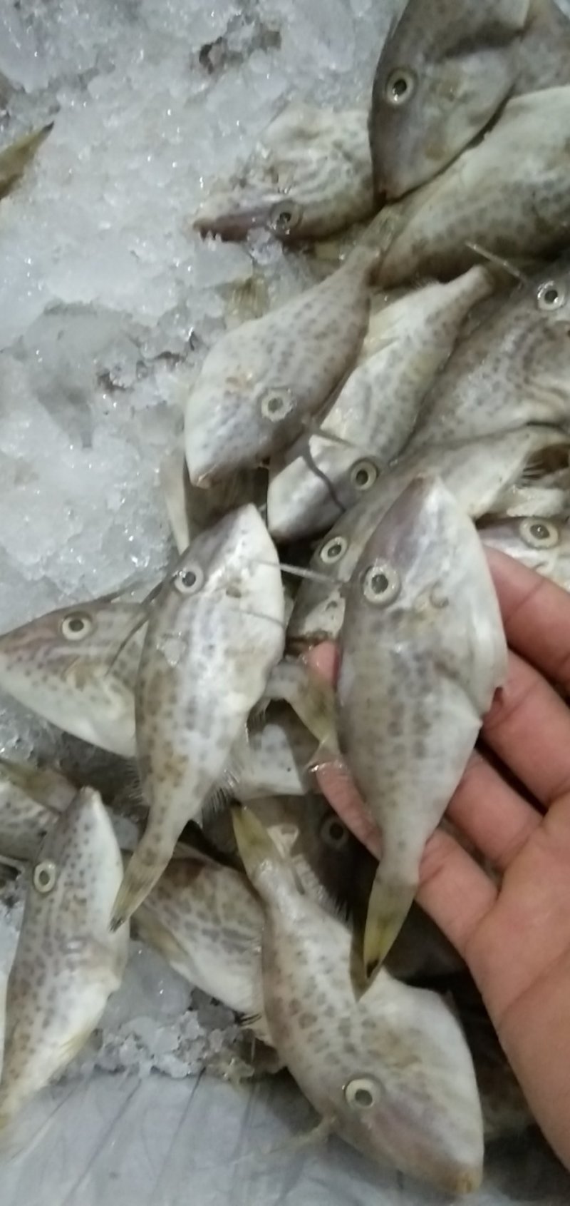 脱皮鱼