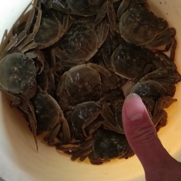 正宗江苏母闸蟹