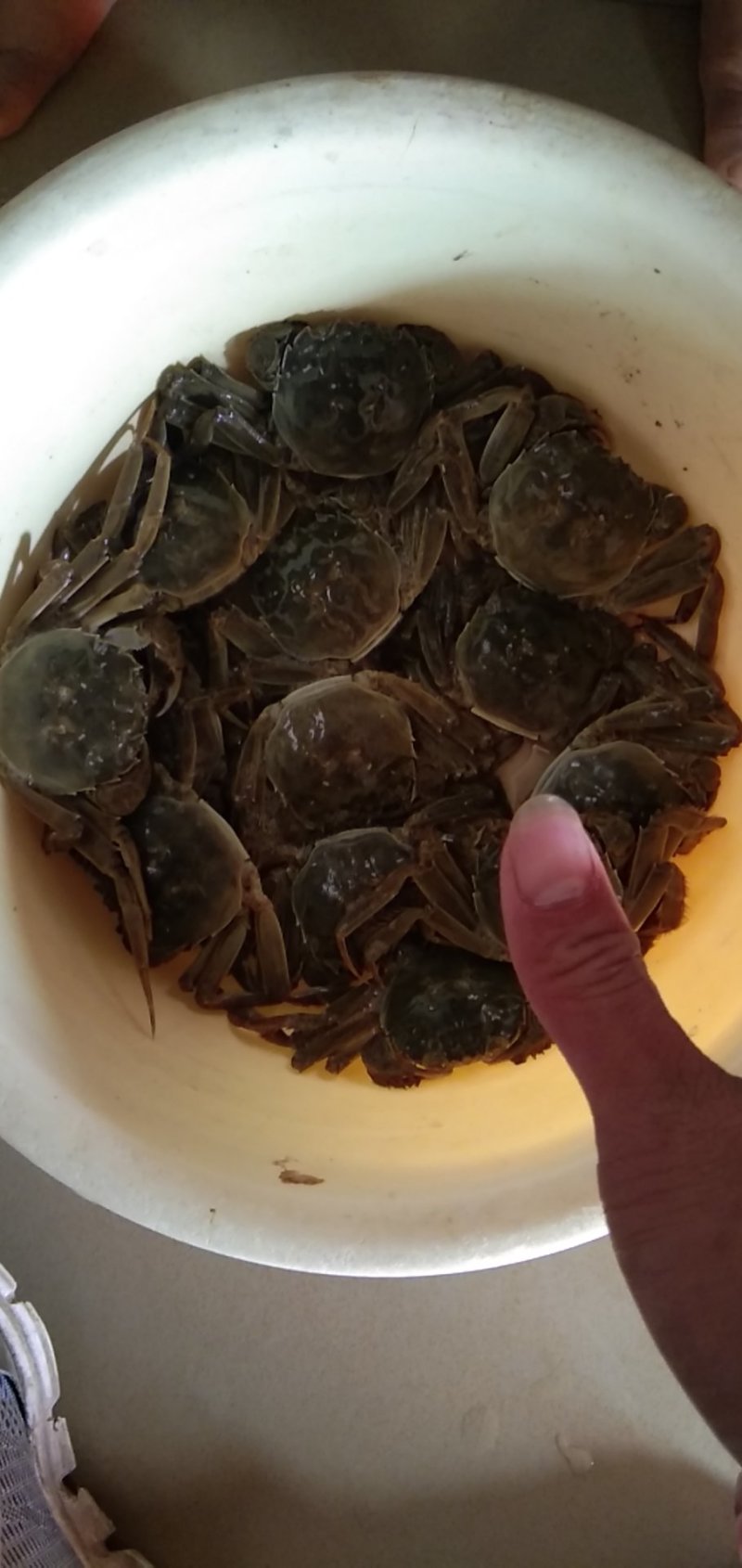 正宗江苏母闸蟹