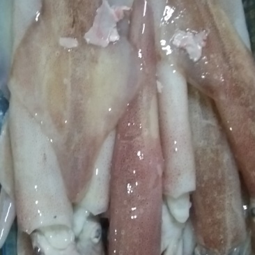 鱿鱼