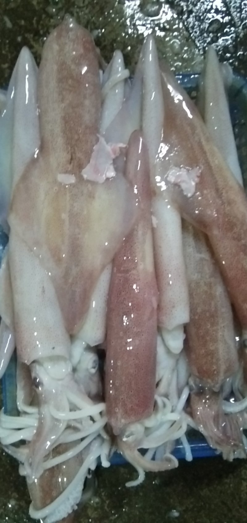 鱿鱼
