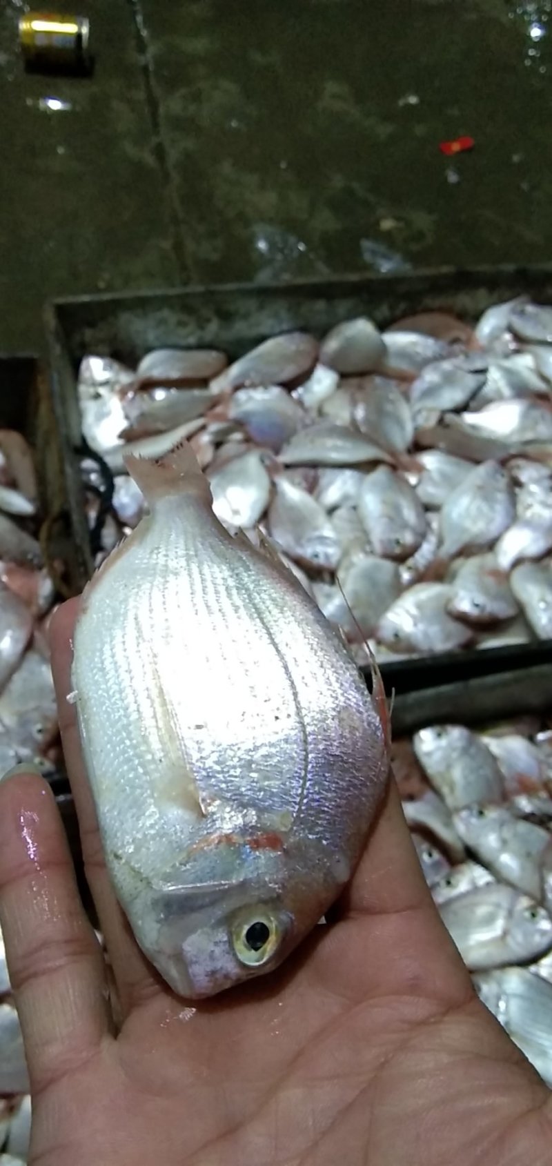 赤沙
