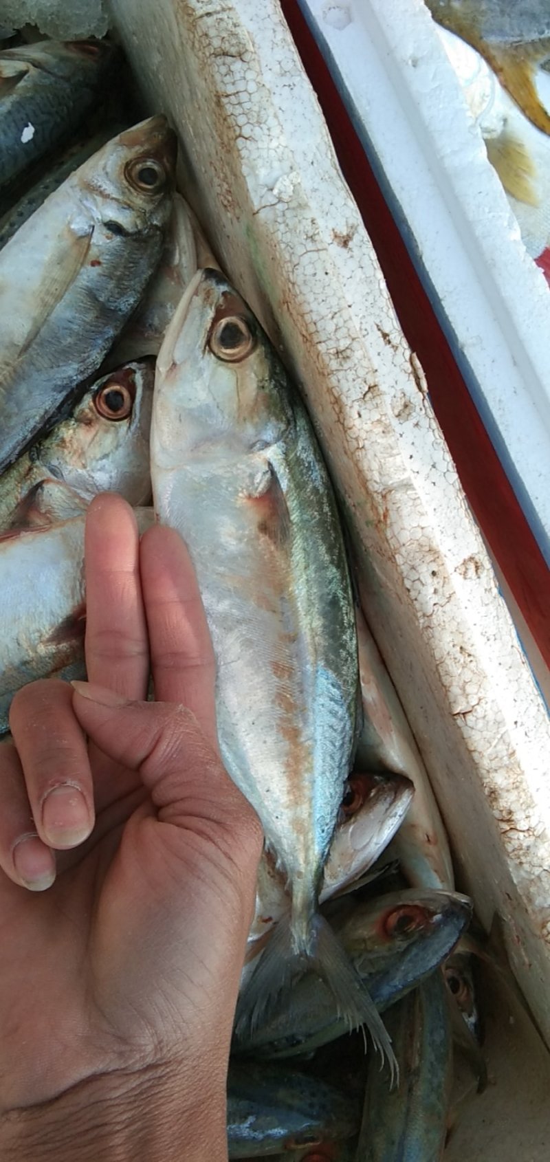 白面把浪