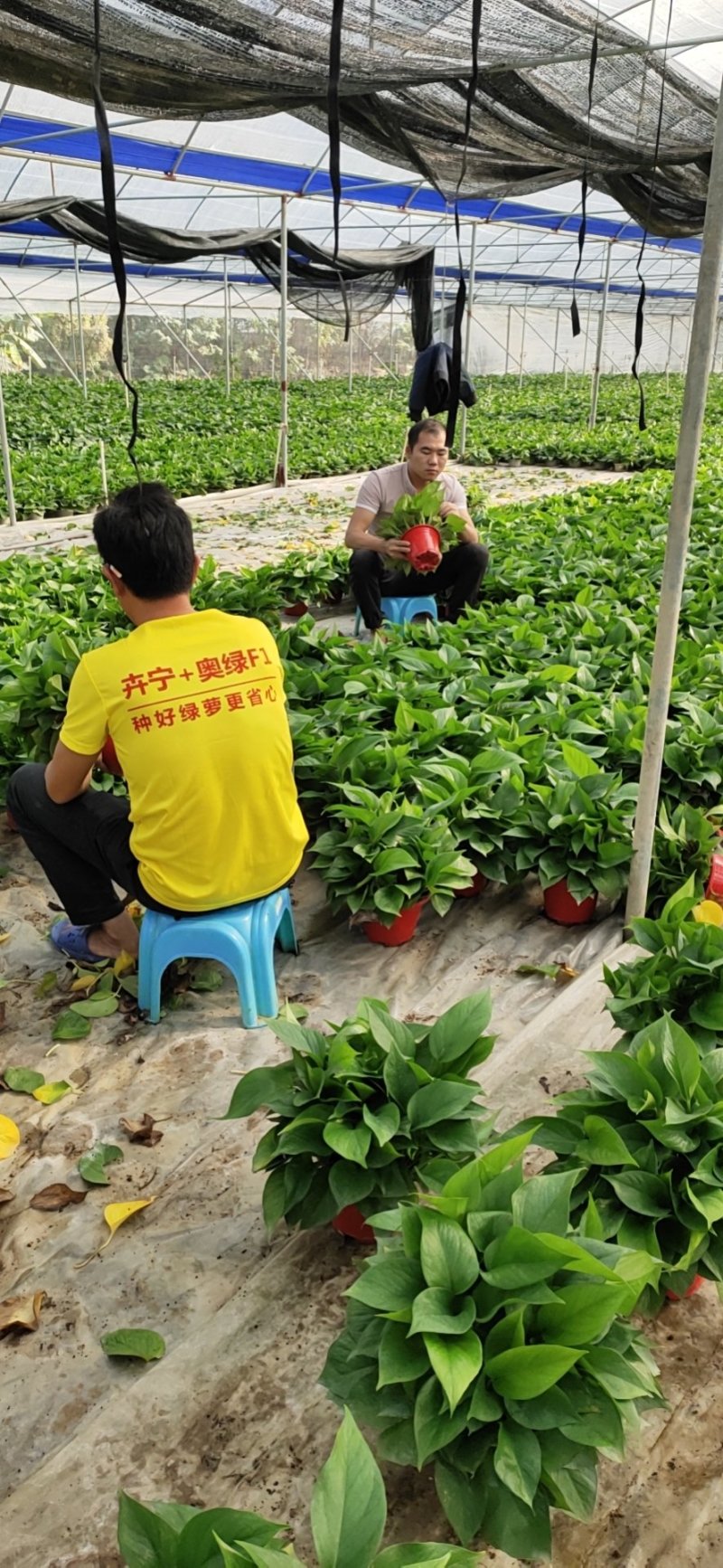 老友绿萝:170#角红盆B货，颜色翠绿。货源充足价格优惠