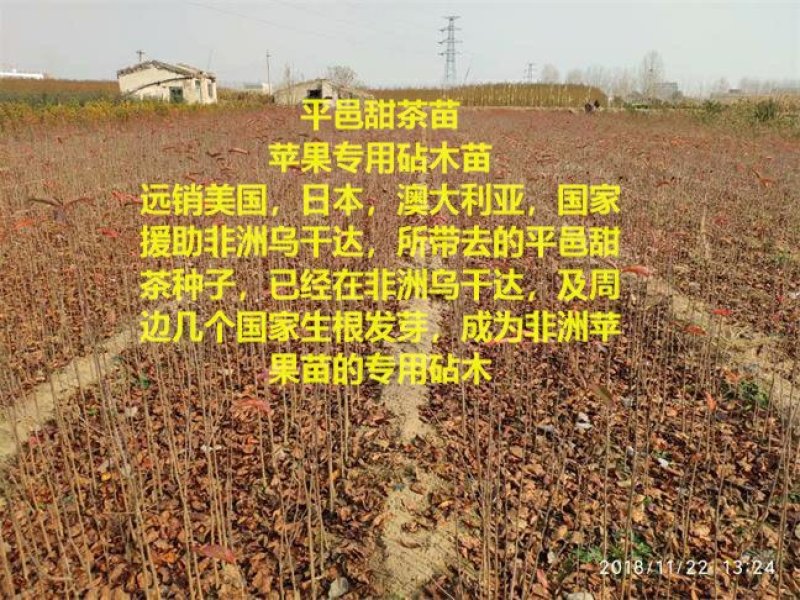 甜茶苗苗平邑甜茶苗嫁接苹果砧木苗蒙山甜茶苗
