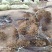 甜茶苗苗平邑甜茶苗嫁接苹果砧木苗蒙山甜茶苗
