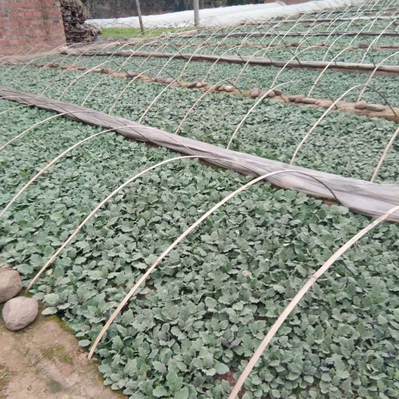 长茄子秧，牛角茄秧，黑美人，黑又长