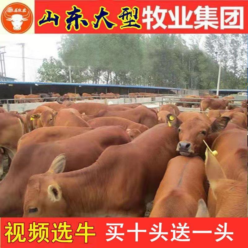 西门塔尔牛犊小牛苗小牛犊小牛仔小牛肉牛包活分期付款