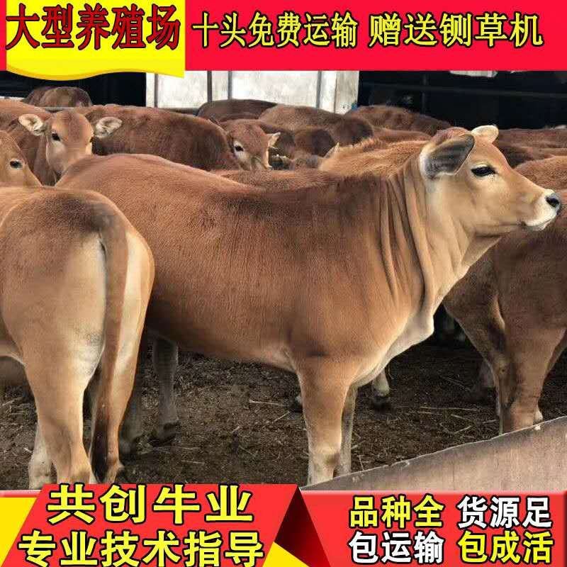 鲁西黄牛五元杂交牛杂交黄牛黄牛肉牛急售3000头