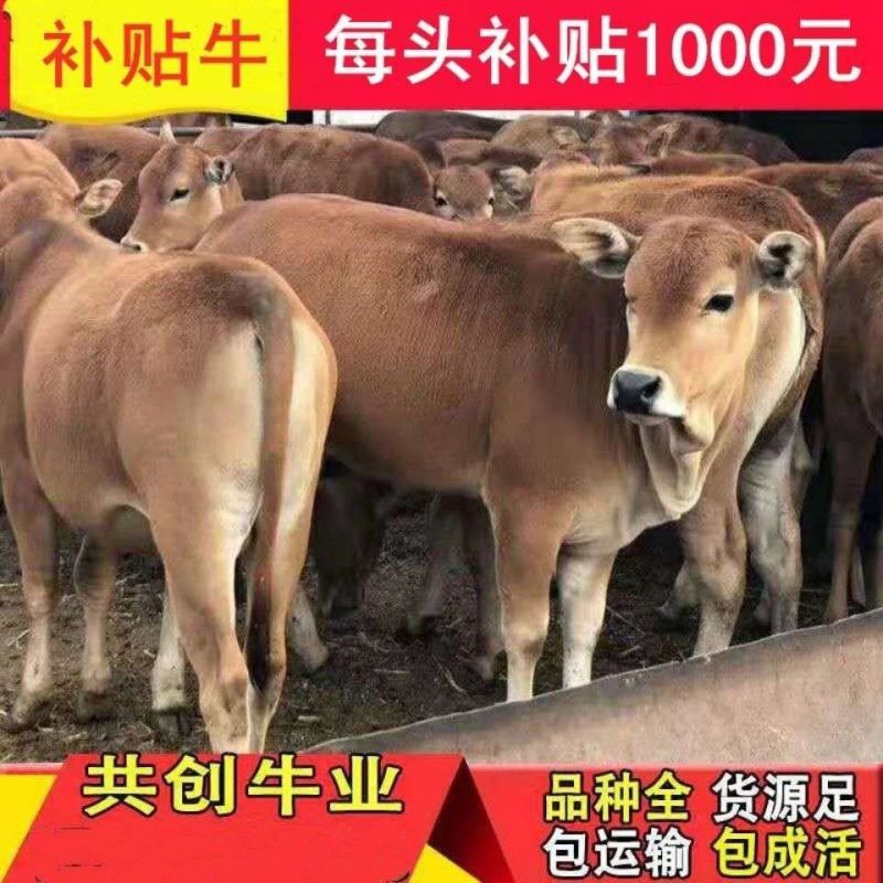 鲁西黄牛五元杂交牛杂交黄牛黄牛肉牛急售3000头