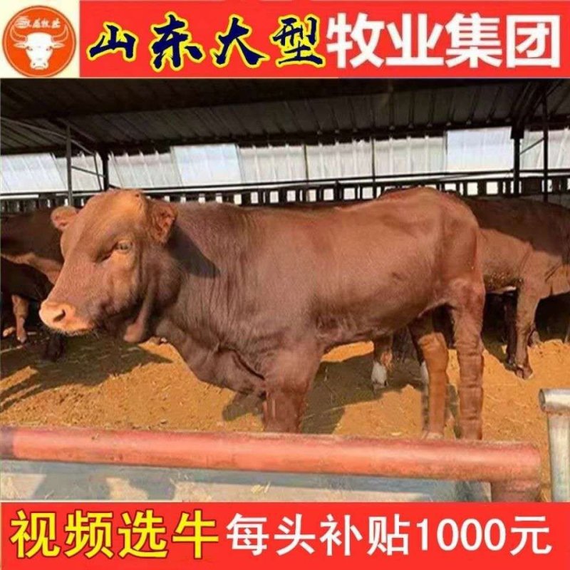 鲁西黄牛五元杂交牛杂交黄牛黄牛肉牛急售3000头